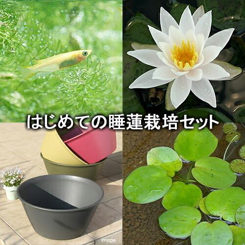 ビオトープ めだか はじめての睡蓮栽培セット ハゾレア ダガン ホワイト ライズ グレー ヒメダカ 浮草他 説明書付 本州四国限定 50 Off