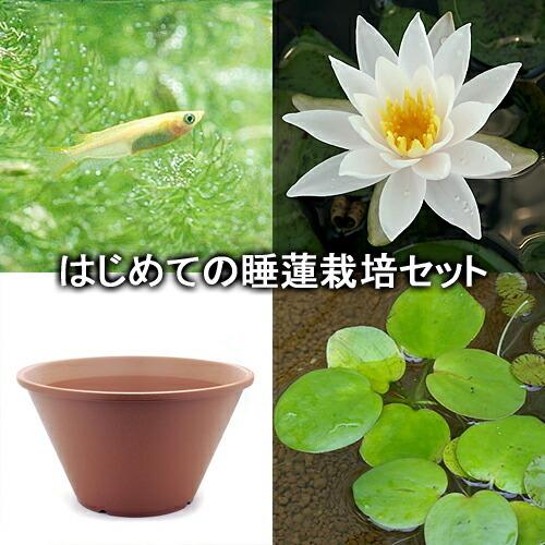 ビオトープ めだか はじめての睡蓮栽培セット ハゾレア ダガン ホワイト 陶鉢４４０ ヒメダカ 浮草他 説明書付 本州四国限定 チャーム Charm ヤフー店 通販 Yahoo ショッピング