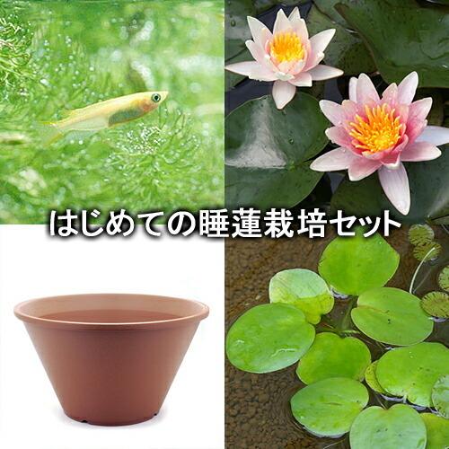国内外の人気集結 ビオトープ めだか はじめての睡蓮栽培セット ポールハリオット 陶鉢４４０ ヒメダカ 浮き草他 説明書付 本州四国限定