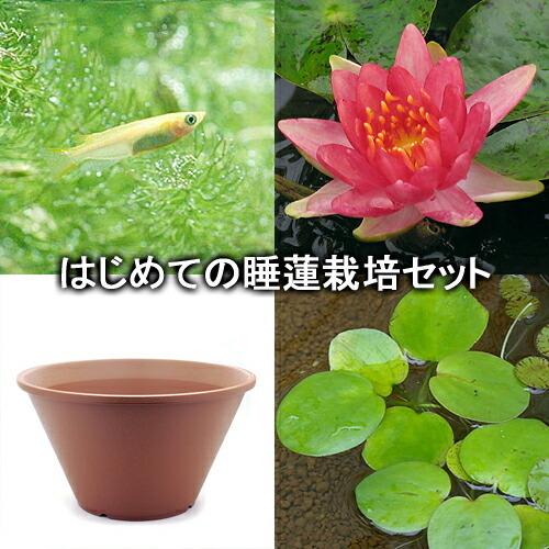1374円 蔵 ビオトープ めだか はじめての睡蓮栽培セット スティーブン ストロウン 陶鉢４４０ ヒメダカ 浮草他 説明書付 本州四国限定