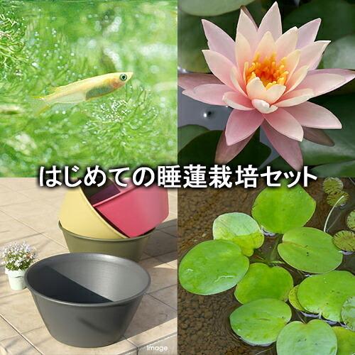 ビオトープ めだか はじめての睡蓮栽培セット シンシア アン ライズ セサミグレー ヒメダカ 浮草他 説明書付 本州四国限定 ネット限定
