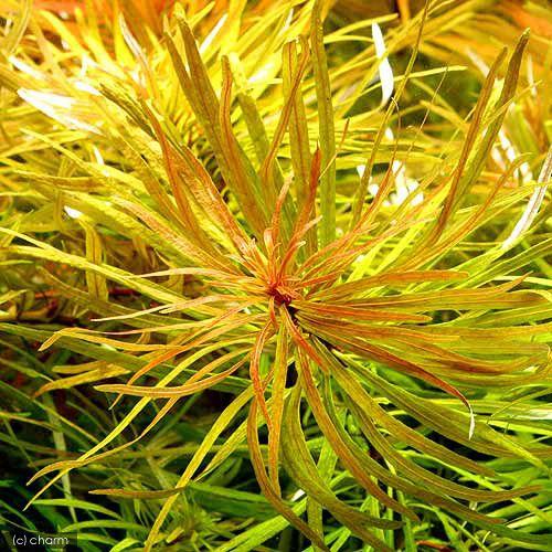 チャーム（charm） （水草）ルドウィジア インクリナータ キューバ