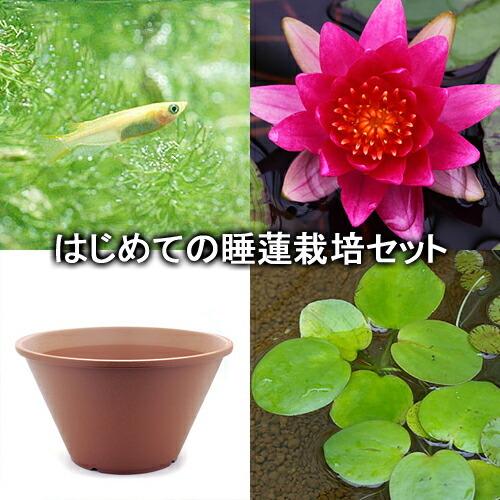 限定販売 ビオトープ めだか はじめての睡蓮栽培セット アトレニー エルロッド 陶鉢４４０ ヒメダカ 浮き草他 説明書付 本州四国限定