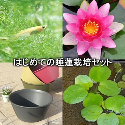 業界no 1 ビオトープ めだか はじめての睡蓮栽培セット コンクーラー ライズ セサミグレー ヒメダカ 浮草他 説明書付 本州四国限定 Riosmauricio Com