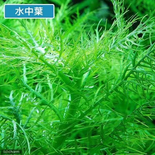 水草 ハイグロフィラ バルサミカ 水上葉 無農薬 ６本 チャーム Charm Paypayモール店 通販 Paypayモール