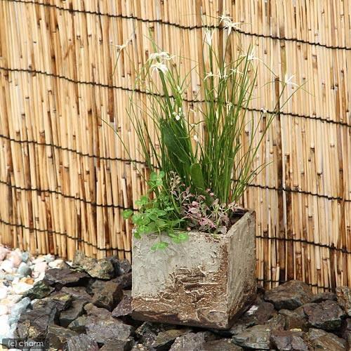 （ビオトープ）睡蓮　私の小さなビオトープ　益子焼　彩（ＳＡＩ）　姫睡蓮鉢　角　粗目　白（説明書付）　沖縄不可（Yahoo!・チャーム charm ヤフー店）