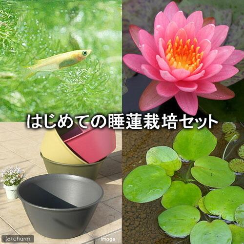 1812円 蔵 ビオトープ めだか はじめての睡蓮栽培セット ペリーズ オレンジサンセット ライズ セサミグレー ヒメダカ他 説明書付 本州四国限定