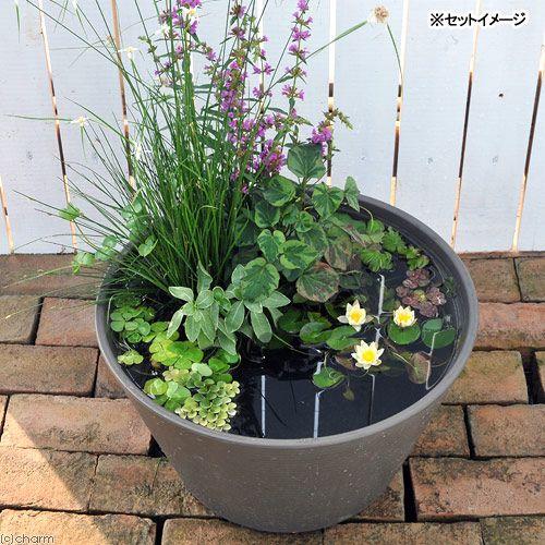 (ビオトープ)(めだか)はじめての睡蓮セット(姫睡蓮黄+メダカ睡蓮鉢グレー+ヒメダカ+浮き草他) 1セット 説明書付 本州四国限定|チャーム charm PayPayモール店|02