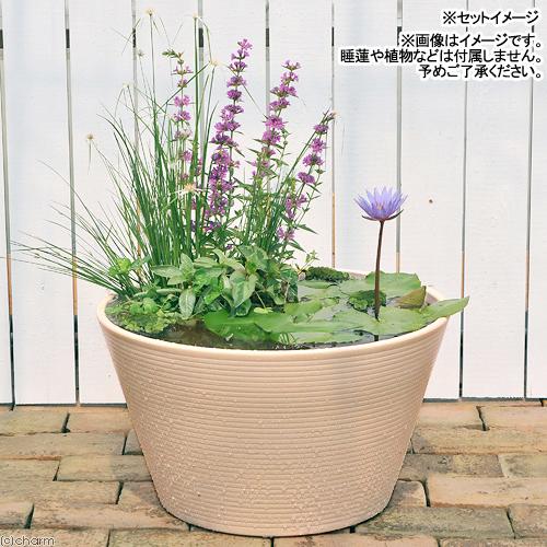 チャーム（charm） 睡蓮鉢 14号 プロが考えた睡蓮鉢（メダカ鉢