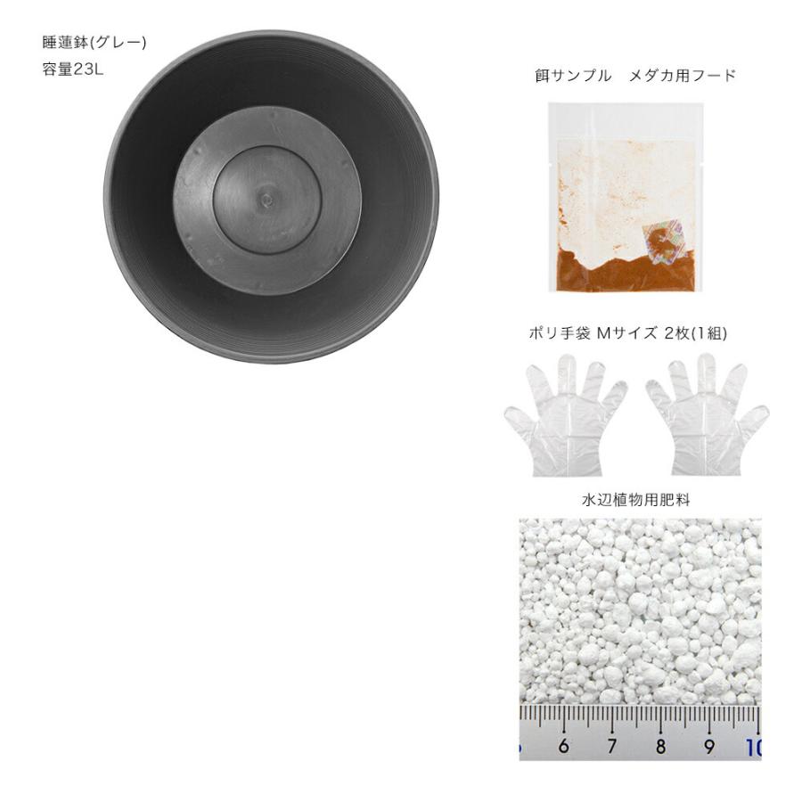 チャーム（charm） 睡蓮鉢 14号 プロが考えた睡蓮鉢（メダカ鉢
