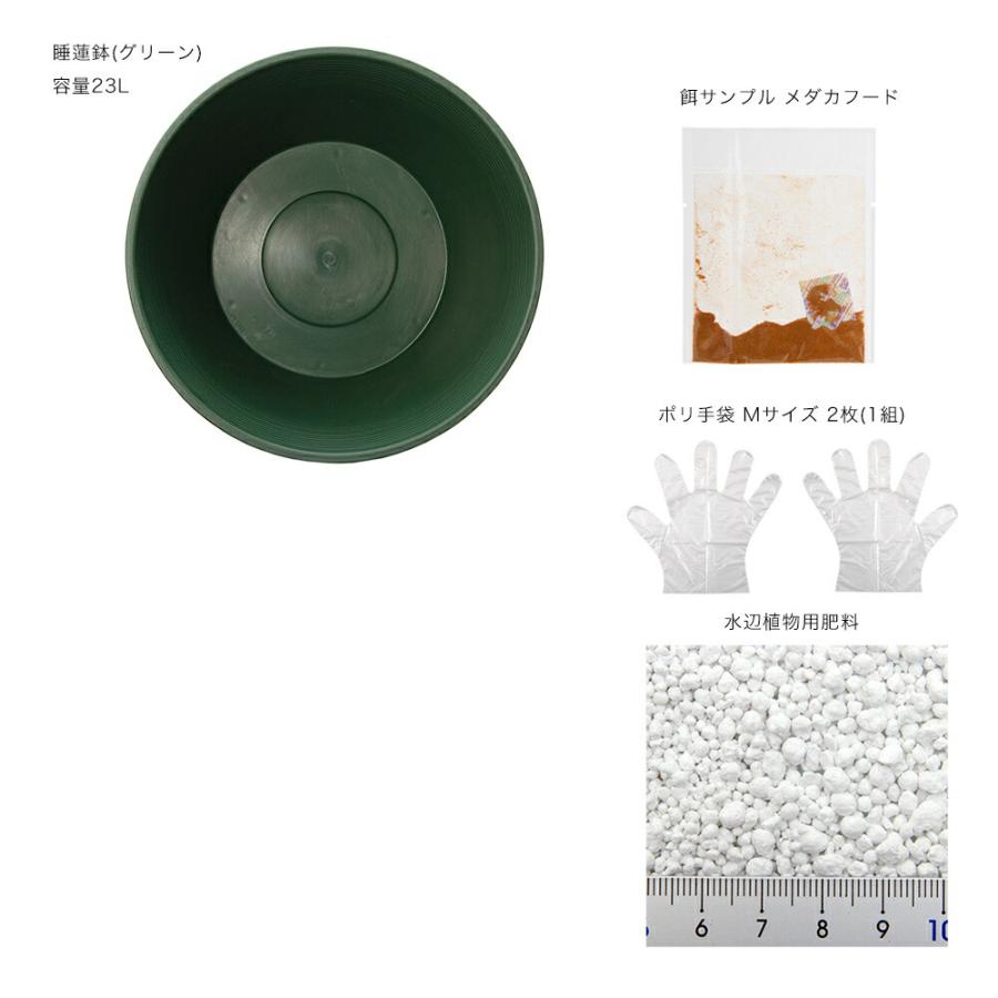 チャーム（charm） 睡蓮鉢 14号 プロが考えた睡蓮鉢（メダカ鉢