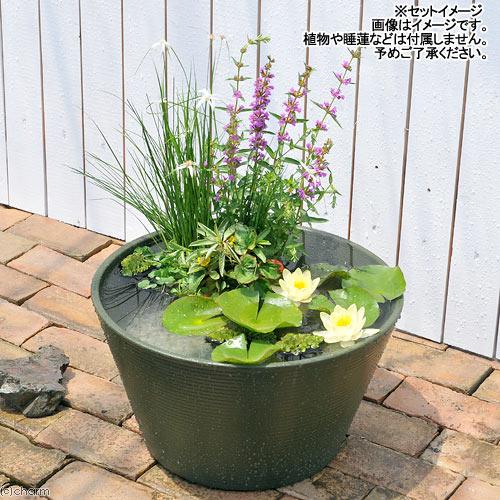 チャーム（charm） 睡蓮鉢 14号 プロが考えた睡蓮鉢（メダカ鉢