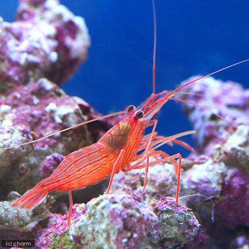 （塩水魚）エビ ペパーミントシュリンプ（ワイルド）（３匹）カーリー打つ手 北海道・九州飛翔便要保温