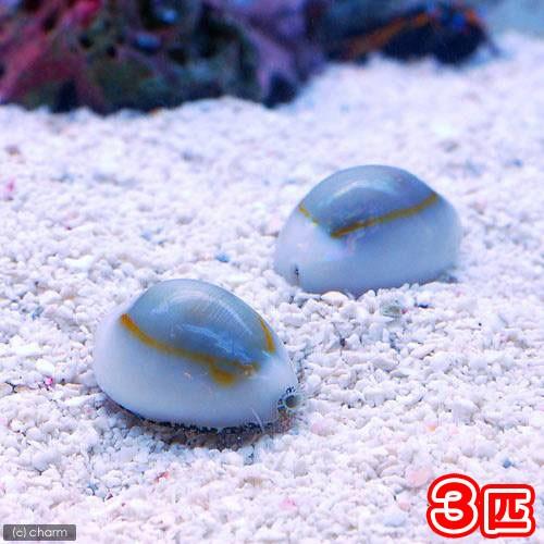 海水魚 貝 ハナビラタカラガイ ３匹 北海道航空便要保温 チャーム Charm Paypayモール店 通販 Paypayモール