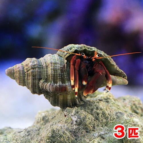 海水魚 ヤドカリ オレンジクロウハーミットクラブ ３匹 北海道 九州航空便要保温 チャーム Charm ヤフー店 通販 Yahoo ショッピング