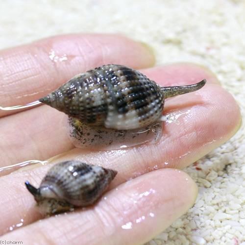(海水魚)貝 リュウキュウムシロガイ 底砂とその他の掃除(2匹)|チャーム charm PayPayモール店|01