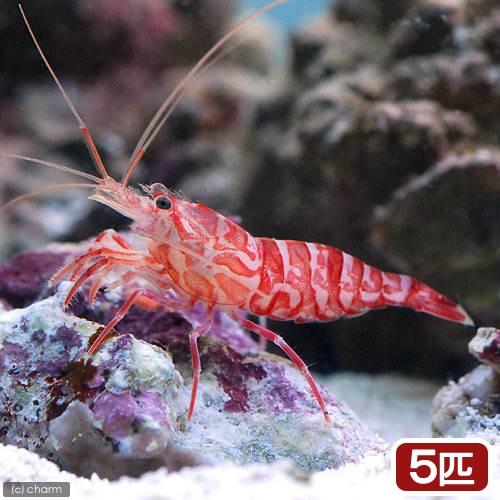 卓抜 海水魚 エビ アカモエビｓｐ ５匹 カーリー対策 北海道航空便要保温 新
