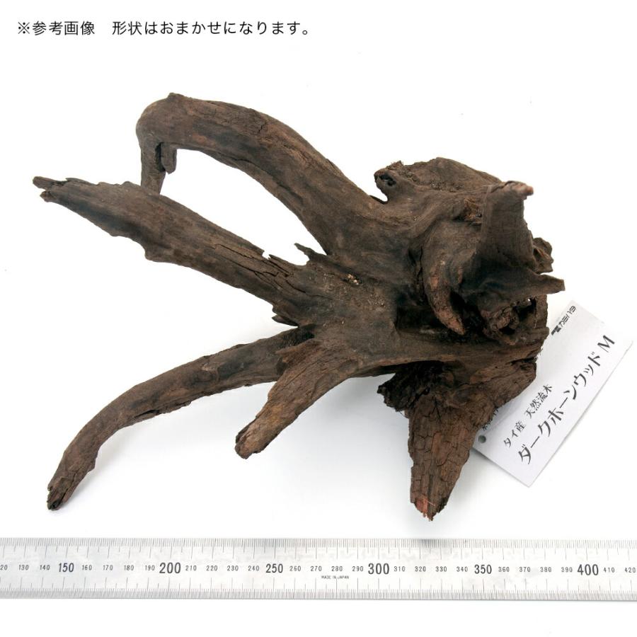 カミハタ タイ産天然流木 ダークホーンウッド M 形状お任せ 未アク