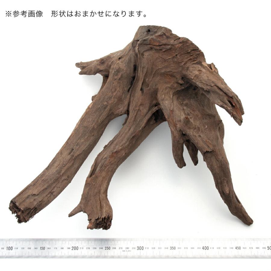 ブラックホーンウッドXL【BHW247】 アクアリウム 60cm水槽