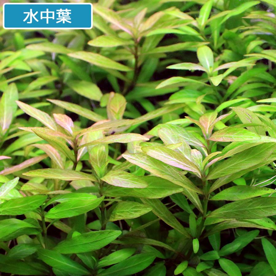 チャーム（charm） （水草）ハイグロフィラ ポリスペルマ（水上葉