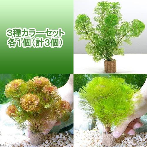水草 メダカ 金魚藻 ライフマルチ 茶 カボンバ ３種カラーセット 各１個 計３個 チャーム Charm Paypayモール店 通販 Paypayモール
