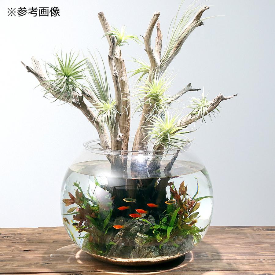 チャーム（charm） 煮込み済み ゴーストウッド Lサイズ 約50