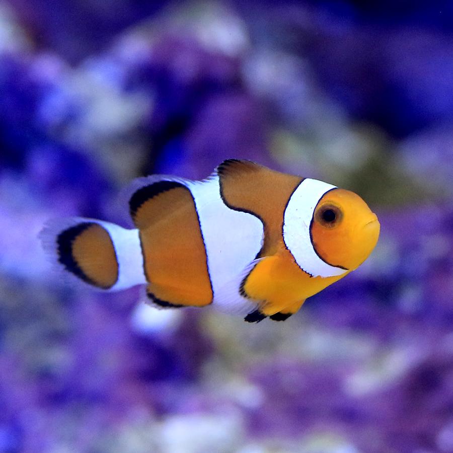 海水魚）カクレクマノミ（ブリード）（3匹） 北海道・九州航空便要
