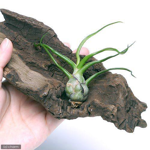 エアプランツ チランジア ブルボーサ 訳あり tekavoul.gov.mr