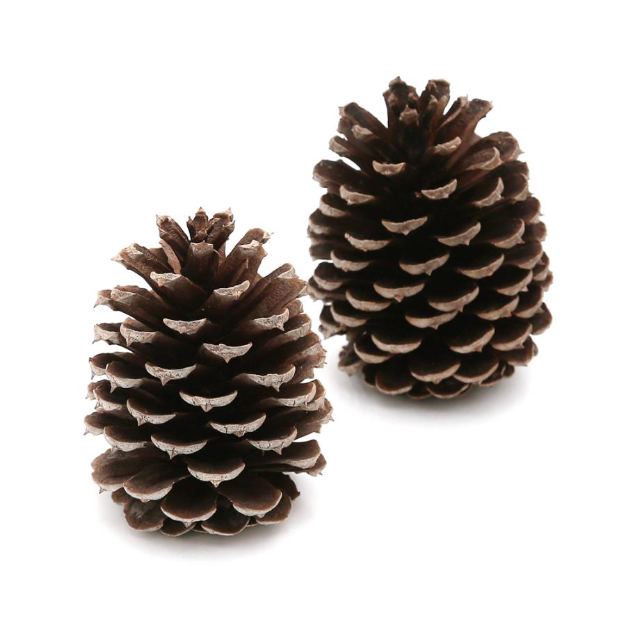 大きい松ぼっくり お得セット ２個 ８ｃｍ １２ｃｍ前後 無着色 国産 無添加