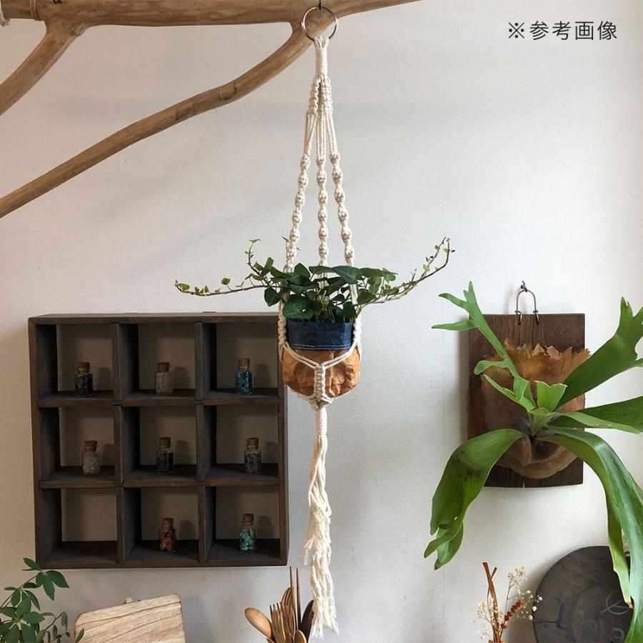 エアプランツ 流木マクラメ3ポケットプラントハンガーとエアープランツ