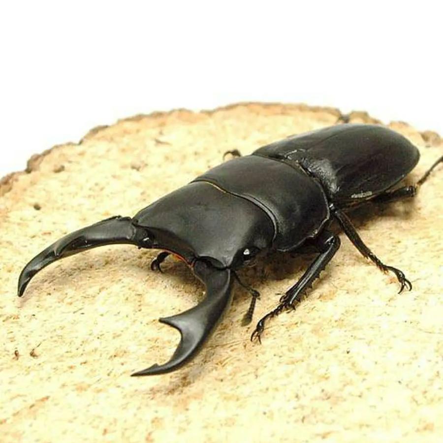 実物 昆虫 パリーオオクワガタ スマトラ ベンクール産 成虫 ｗｄ ６５ ６９ｍｍ １ペア 年末年始