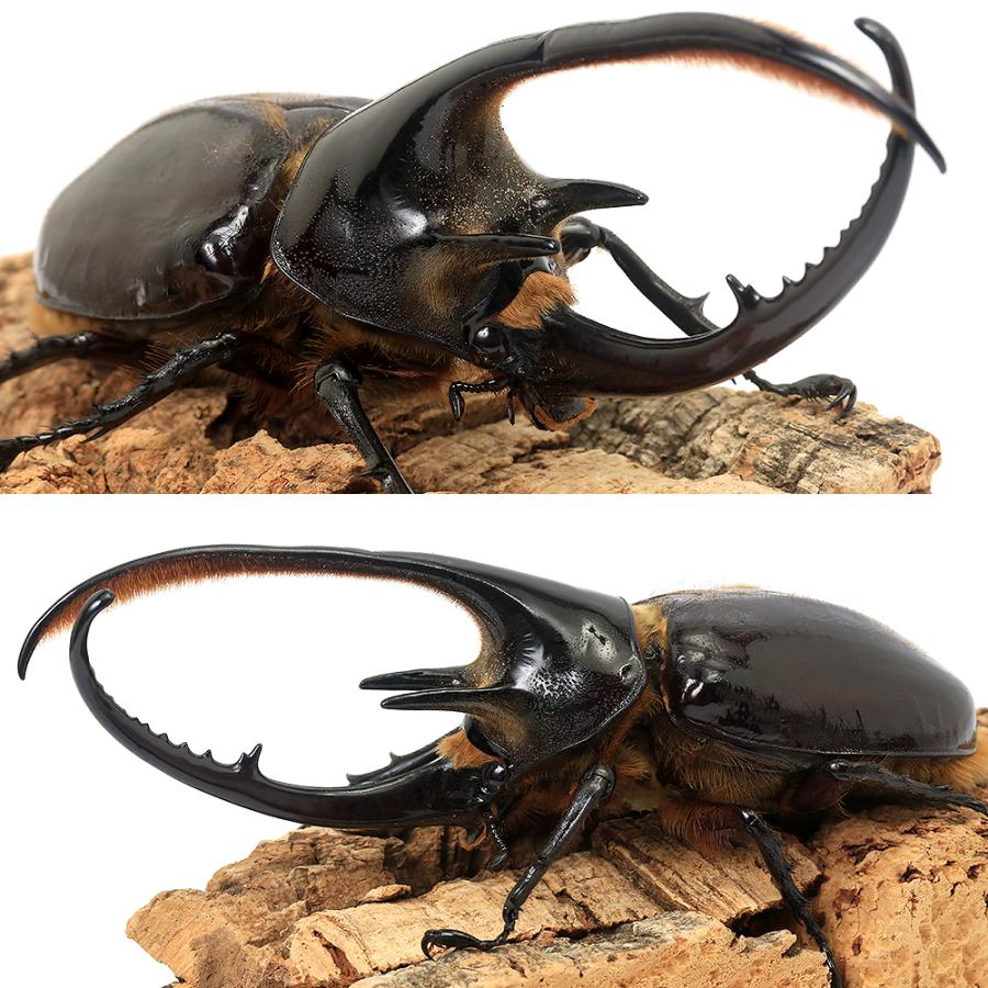 （昆虫）ネプチューンオオカブトムシ　コロンビア　サンタンデール産　１３４ｍｍ（１ペア）　北海道・九州航空便要保温 |  | 01