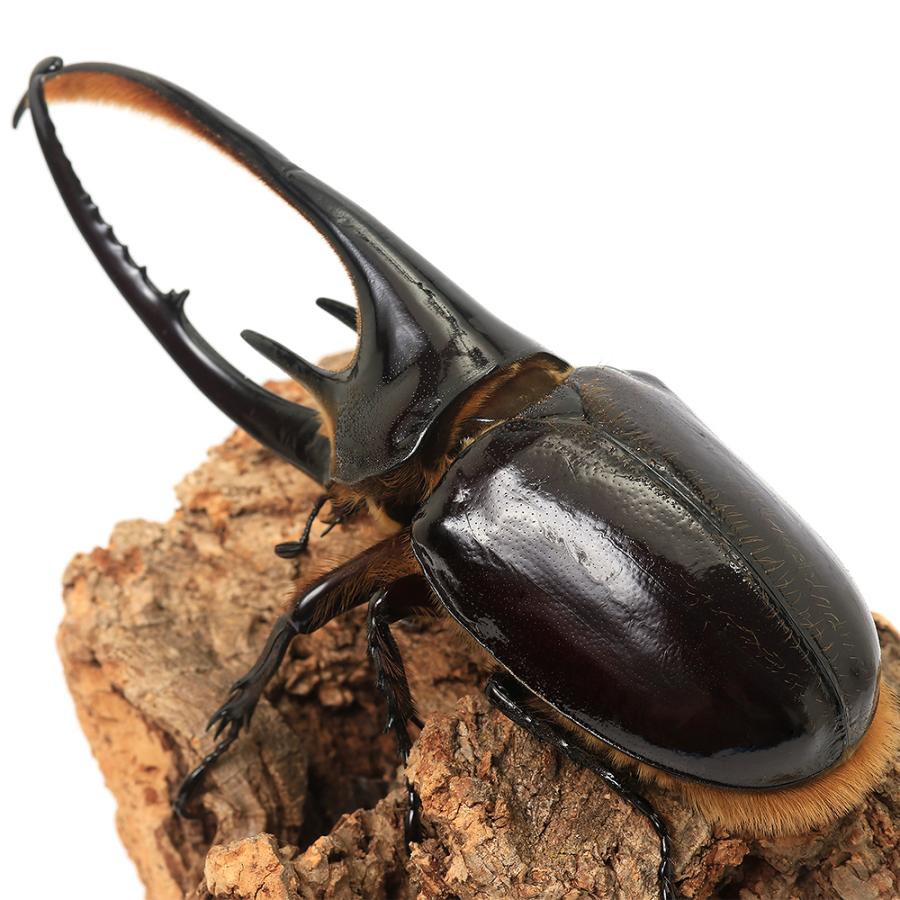 （昆虫）ネプチューンオオカブトムシ　コロンビア　サンタンデール産　１３４ｍｍ（１ペア）　北海道・九州航空便要保温 |  | 02