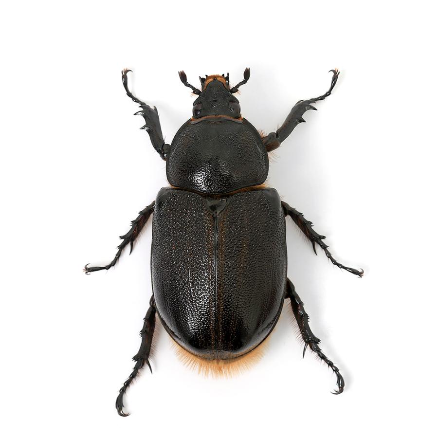 （昆虫）ネプチューンオオカブトムシ　コロンビア　サンタンデール産　１３４ｍｍ（１ペア）　北海道・九州航空便要保温 |  | 05