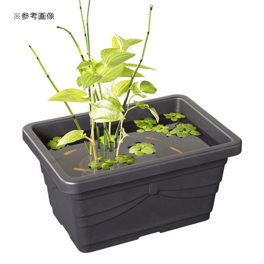 アウトレット品　スドー　メダカの長鉢　黒茶４０　お一人様３点限り　訳あり | スドー | 01