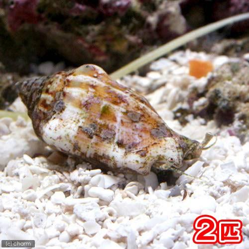 値下げました！海水魚7匹＋マガキ貝