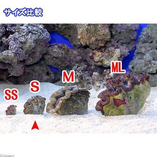保障できる サンゴ ヒメシャコガイ おまかせカラー ｓサイズ ブリード ３匹 沖縄別途送料6 680円 Aynaelda Com