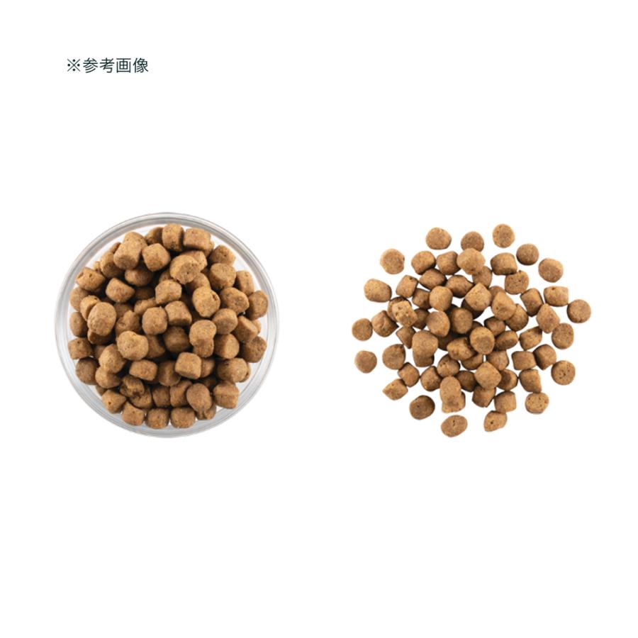 ドッグフード　ＮＯＷ　ＦＲＥＳＨ　ナウ　フレッシュ　アダルト　５．４４ｋｇ | NOW FRESH | 02