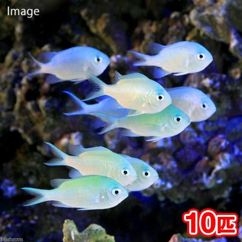 チャーム（charm） （海水魚）デバスズメダイ Mサイズ（10匹 