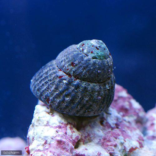 海水魚 貝 コイソ貝 ファッション通販 北海道航空便要保温 １５匹 コケの掃除