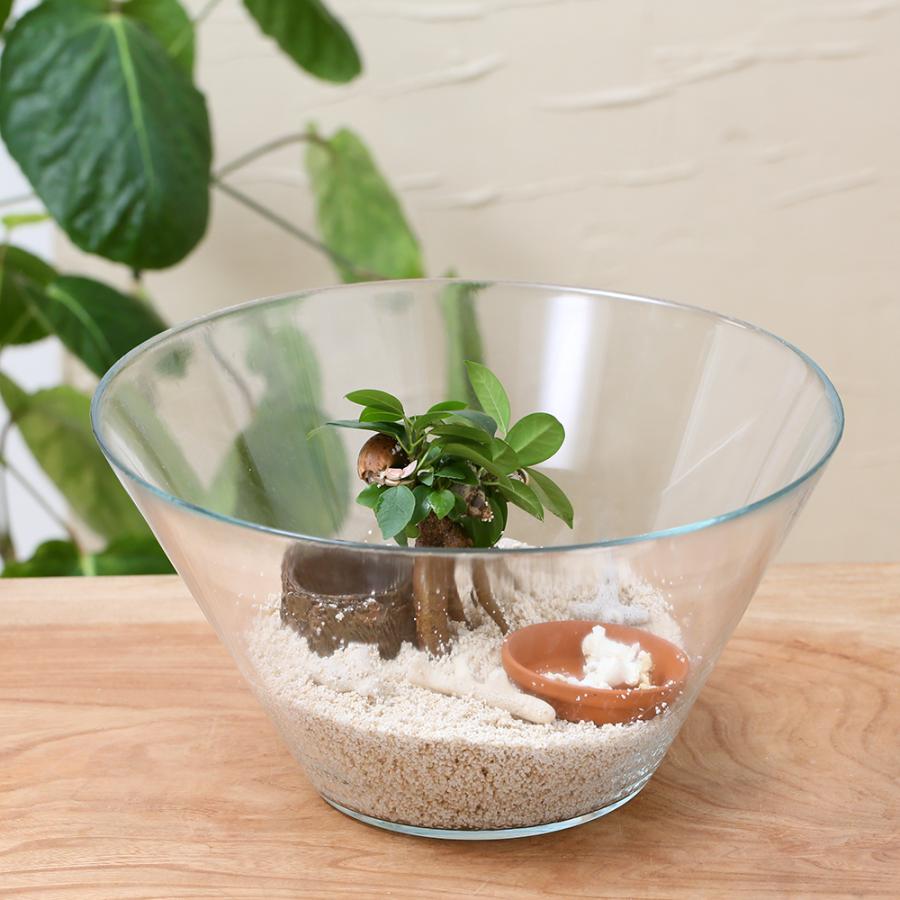 おすすめ 動画で作る 体験キット０８ オカヤドカリ ガジュマルの森 飼育セット オカヤドカリ付き 新品