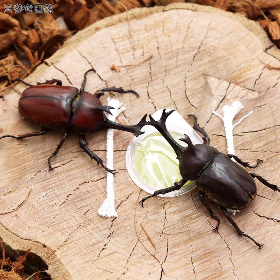 クワガタ、カブト バトル用土俵 【公式通販】