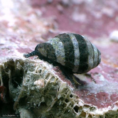 チャーム（charm） （海水魚）貝 ノシガイ（6匹） : チャーム charm