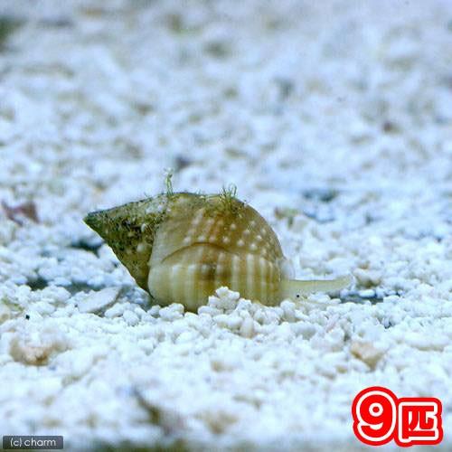 海水魚 貝 アツムシロガイ 底砂とその他の掃除 ９匹 北海道航空便