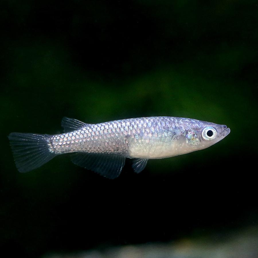 めだか サファイアメダカ 背びれ有り ５匹 チャーム Charm Paypayモール店 通販 Paypayモール