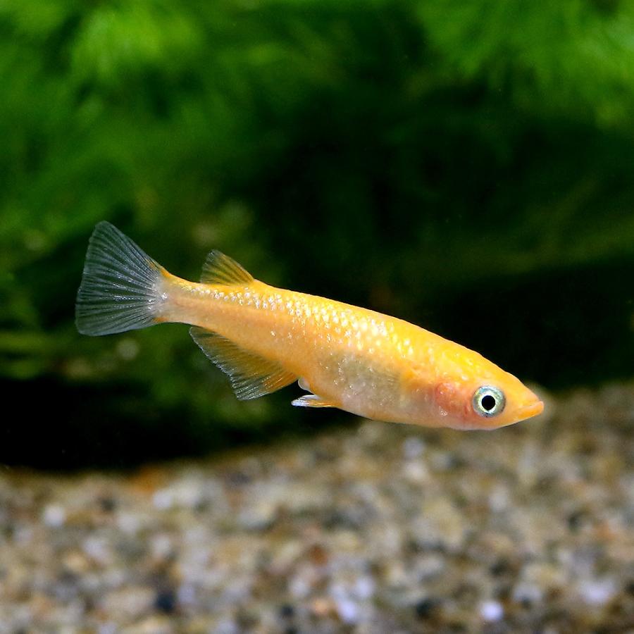 めだか 王華メダカ 朱砂系 ５匹 チャーム Charm Paypayモール店 通販 Paypayモール