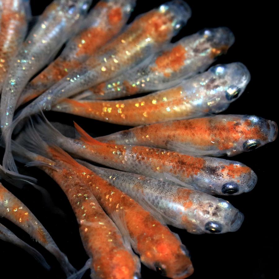 期間限定特価 めだか 三色ラメ幹之メダカ １０匹 沖縄別途送料 レビューで送料無料 Www Aqtsolutions Com