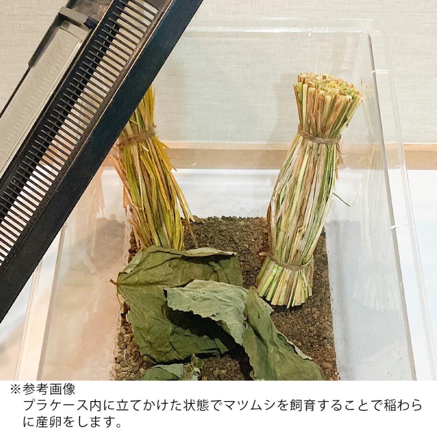 Leaf Corp マツムシの産卵床 稲藁の束 3本入り レイアウト用品 足場