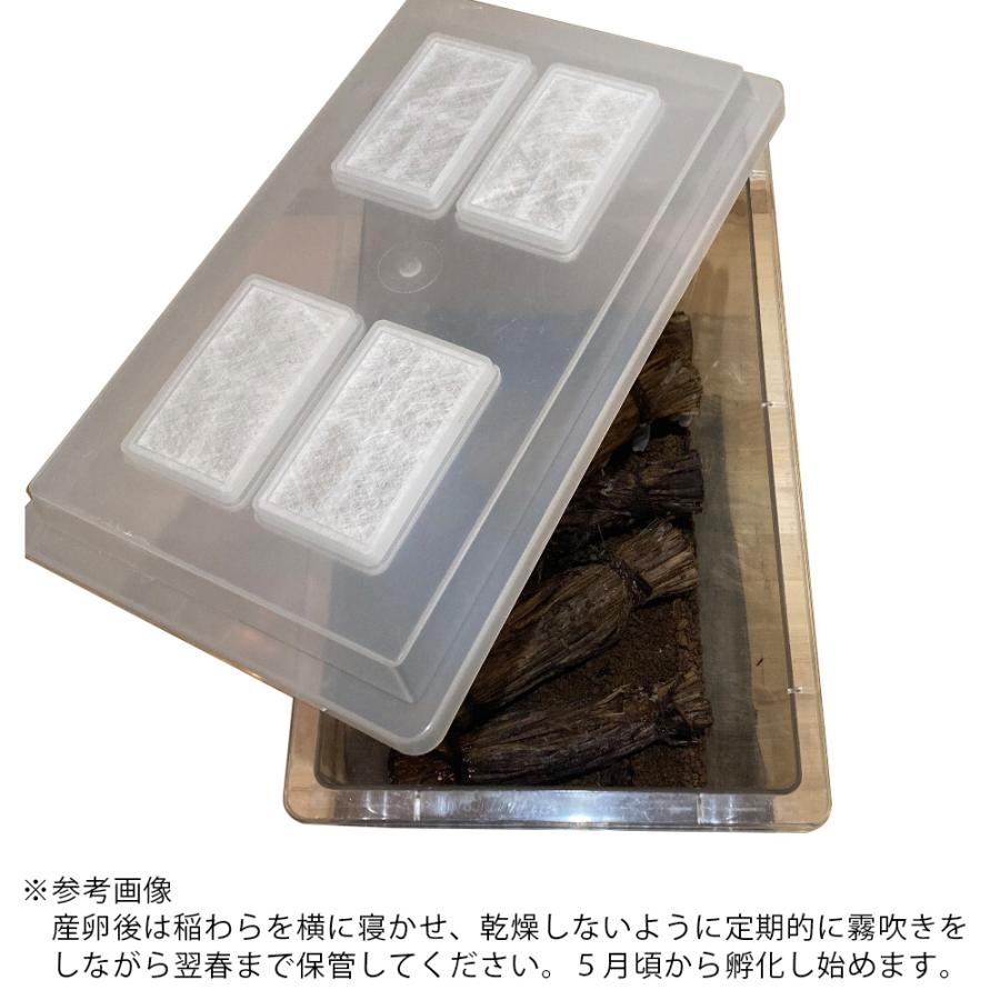 Leaf Corp マツムシの産卵床 稲藁の束 3本入り レイアウト用品 足場