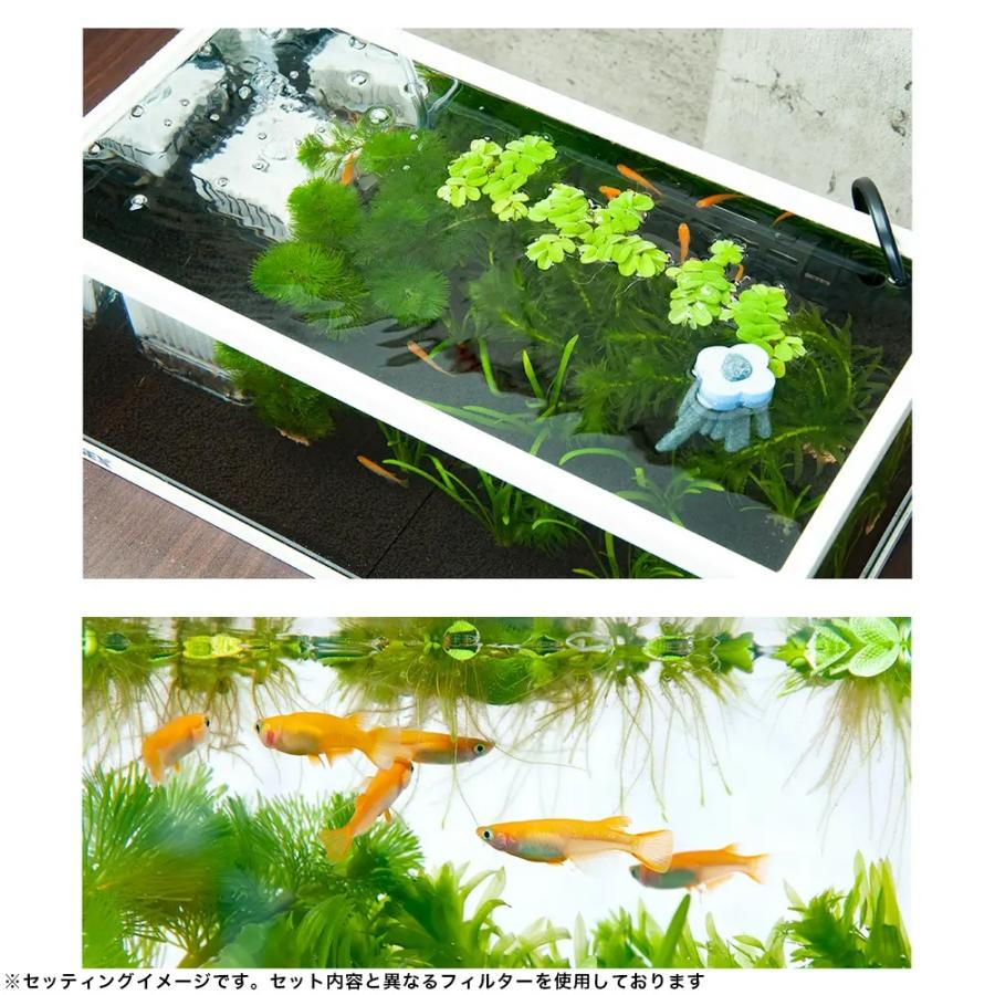 チャーム（charm） （めだか）（水草）GEX メダカ元気 メダカのため